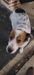 Found/Stray Male Dog last seen Melting pot, San Antonio, TX 78216