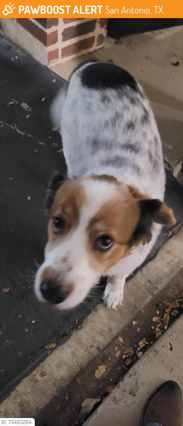 Found/Stray Male Dog last seen Melting pot, San Antonio, TX 78216