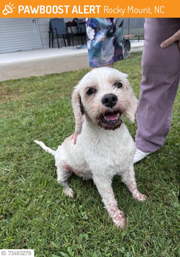 Found/Stray Female Dog last seen West Mount Drive, Rocky Mount, NC 27803
