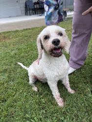 Found/Stray Female Dog last seen West Mount Drive, Rocky Mount, NC 27803