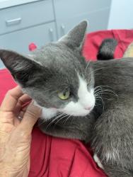 Lost Female Cat last seen Braden Ron, Manatee County, FL 34202