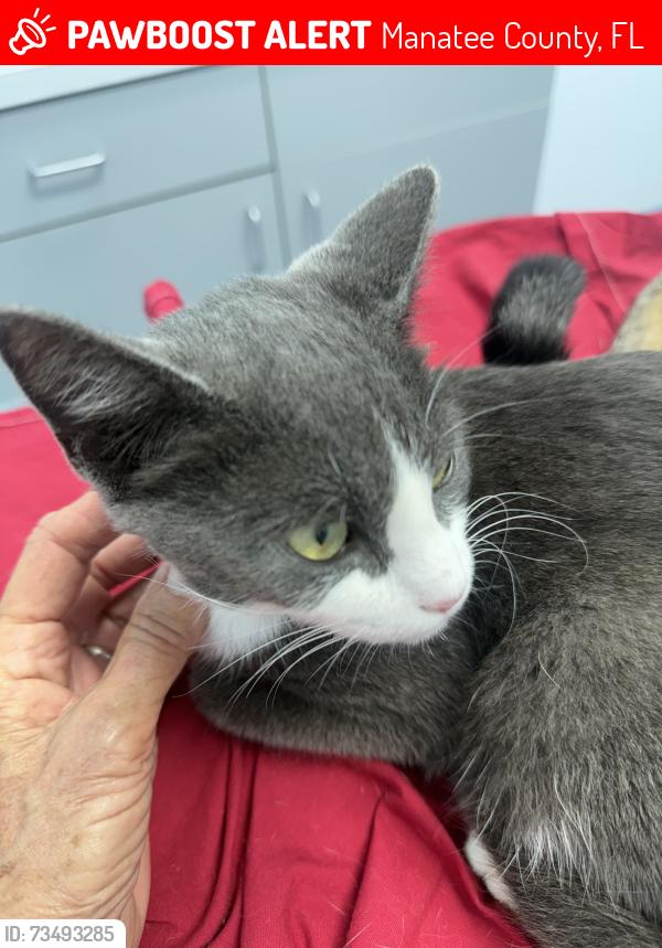 Lost Female Cat last seen Braden Ron, Manatee County, FL 34202