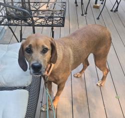 Reunited Female Dog last seen Alpenglow Lane near Greenwood park, Brookeville, MD 20833