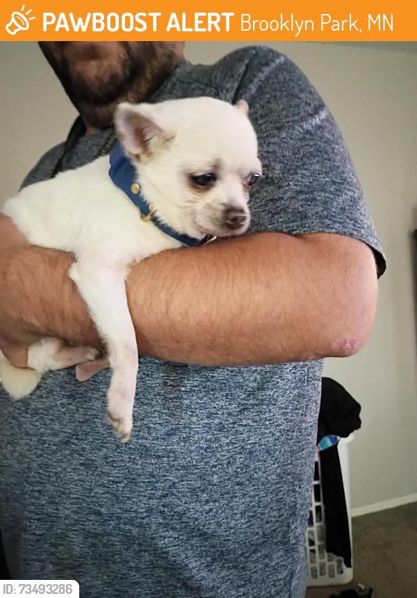 Found/Stray Male Dog last seen Villa del Coronado apmts, Brooklyn Park, MN 55443