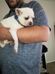 Found/Stray Male Dog last seen Villa del Coronado apmts, Brooklyn Park, MN 55443