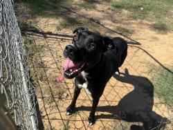 Reunited Unknown Dog last seen 111th and 305, Coweta, OK 74429