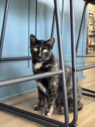 Reunited Female Cat last seen Dodd road by Lebanon Hills, Eagan, MN 55123