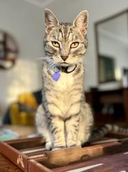 Reunited Female Cat last seen Roberts, Oakland, CA 94605