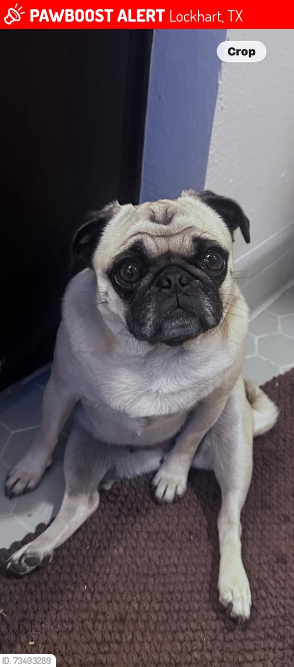 Lost Female Dog last seen W San Antonio st, Lockhart, TX 78644