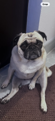 Lost Female Dog last seen W San Antonio st, Lockhart, TX 78644