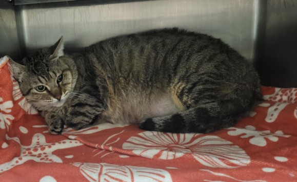 Shelter Stray Male Cat last seen , 14409 Vanowen St, Van Nuys, CA 91405, USA