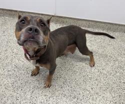 Shelter Stray Female Dog last seen Near BLOCK E 7 MILE RD, DETROIT MI 48203, 1431 E Ferry St, Detroit, MI 48211, USA