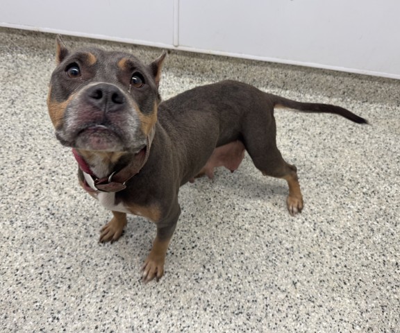 Shelter Stray Female Dog last seen Near BLOCK E 7 MILE RD, DETROIT MI 48203, 1431 E Ferry St, Detroit, MI 48211, USA
