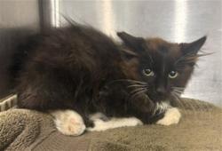 Shelter Stray Male Cat last seen Near BLOCK FORRER ST, DETROIT MI 48227, 1431 E Ferry St, Detroit, MI 48211, USA