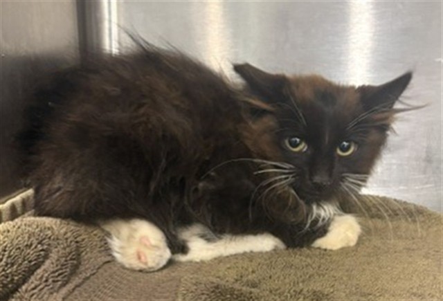 Shelter Stray Male Cat last seen Near BLOCK FORRER ST, DETROIT MI 48227, 1431 E Ferry St, Detroit, MI 48211, USA