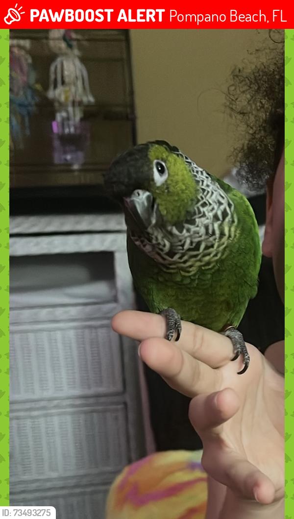 Lost Unknown Bird last seen NW 2nd st Pompano Beach Atlantic blvd and Powerline, Pompano Beach, FL 33069