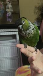 Lost Unknown Bird last seen NW 2nd st Pompano Beach Atlantic blvd and Powerline, Pompano Beach, FL 33069