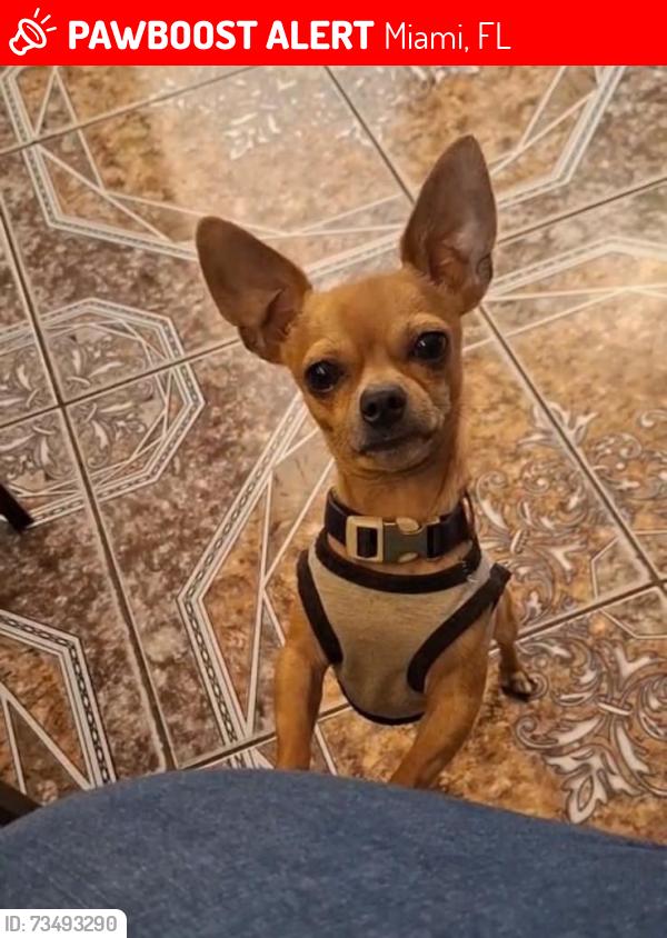 Lost Male Dog last seen Near NW 33 Avenue Rd, Hialeah, FL, Miami, FL 33147