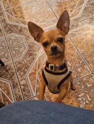 Lost Male Dog last seen Near NW 33 Avenue Rd, Hialeah, FL, Miami, FL 33147