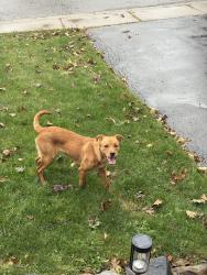 Reunited Unknown Dog last seen Stone church & upper gage, Hamilton, ON L8W 1T6