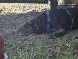 Reunited Male Dog last seen Rv park #4, Wylie, TX 75098