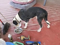Reunited Male Dog last seen Joe louis blvd, Rock Hill, SC 29730