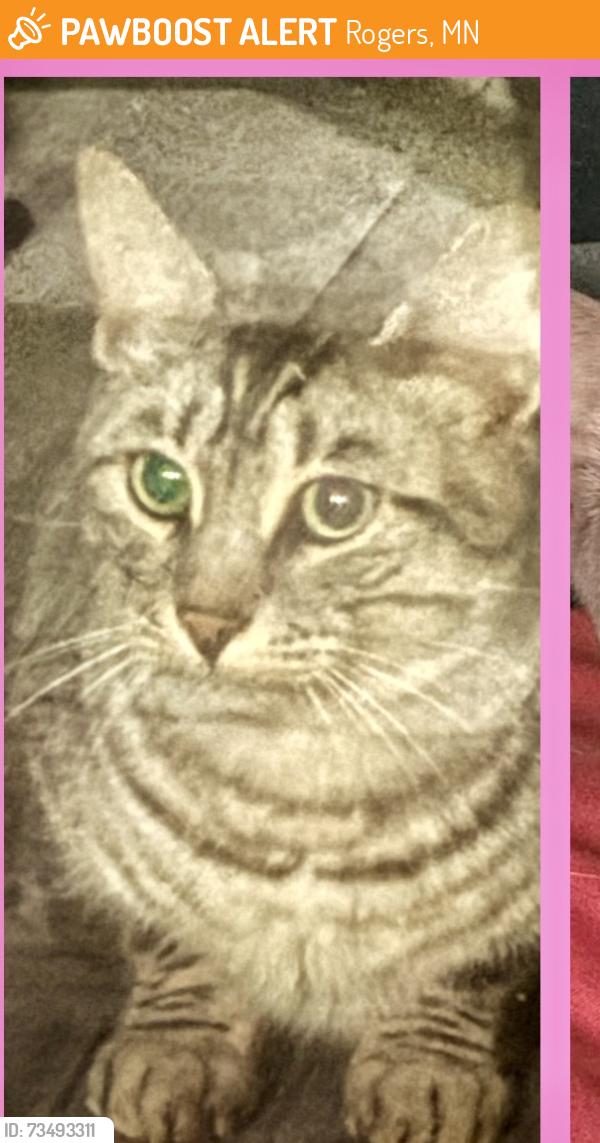 Found/Stray Unknown Cat last seen South diamond lake road 101, Rogers, MN 55374