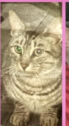Found/Stray Unknown Cat last seen South diamond lake road 101, Rogers, MN 55374