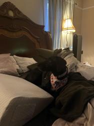 Reunited Female Dog last seen 17/92 Sanford, Seminole County, FL 32773
