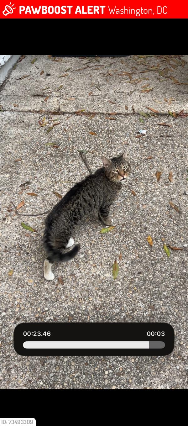 Lost Male Cat last seen Quincy and 14th, Washington, DC 20017