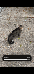 Lost Male Cat last seen Quincy and 14th, Washington, DC 20017