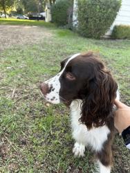 Reunited Unknown Dog last seen Edgehill and Locke, Fort Worth, TX 76116