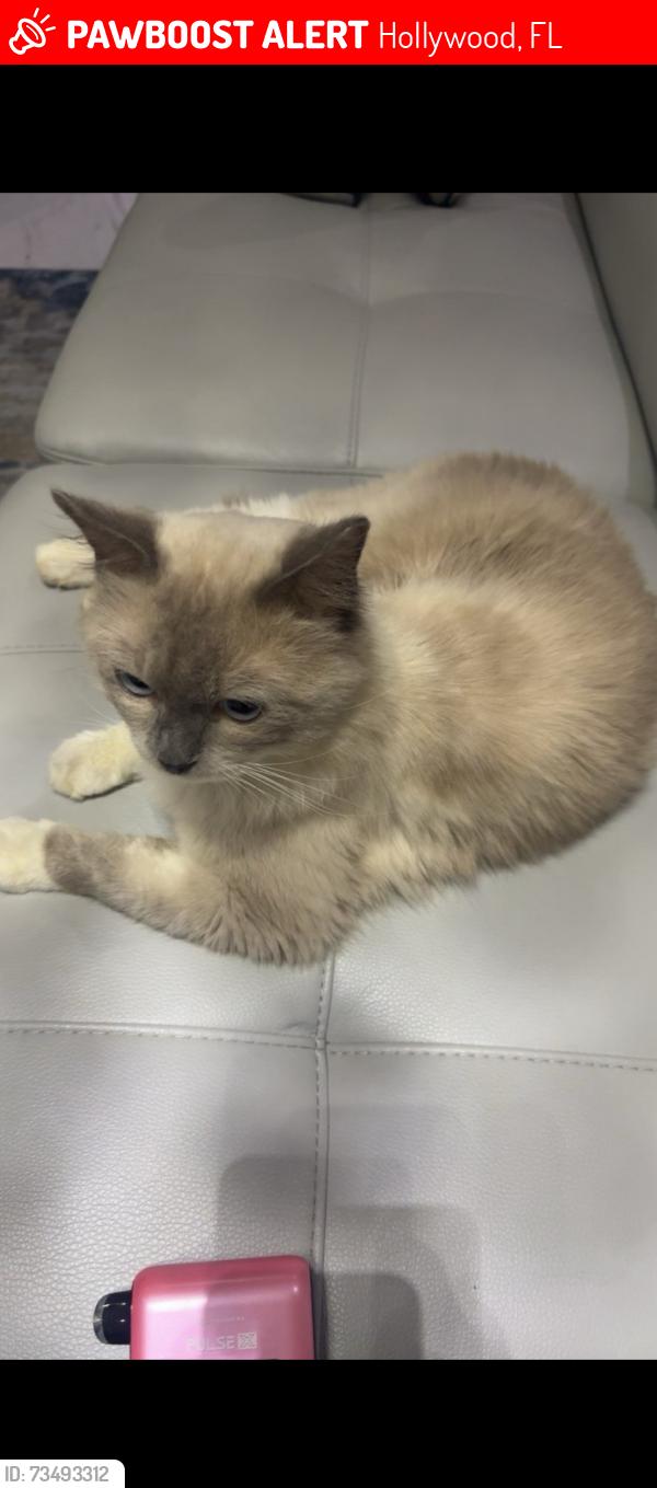 Lost Male Cat last seen 26th, Hollywood, FL 33021