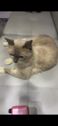 Lost Male Cat last seen 26th, Hollywood, FL 33021