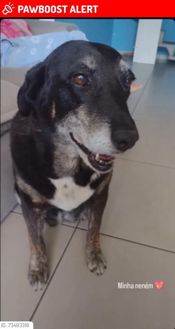 Lost Female Dog last seen Barão do ria branco com avenida paulista, Jardim Esplanada, SP 12242-800