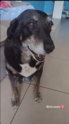 Lost Female Dog last seen Barão do ria branco com avenida paulista, Jardim Esplanada, SP 12242-800