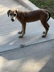 Lost Unknown Dog last seen Interstate, Fort Worth, TX 76119