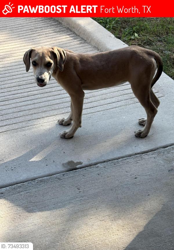 Lost Unknown Dog last seen Interstate, Fort Worth, TX 76119