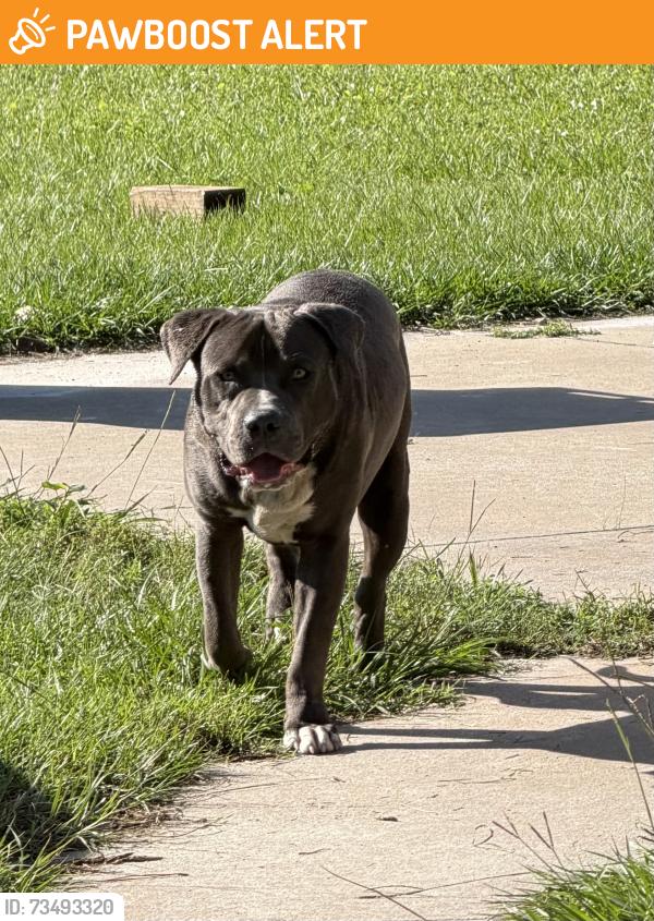 Found/Stray Male Dog last seen Tower Road, Lowndes County, GA 31605