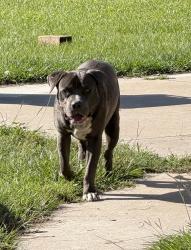 Found/Stray Male Dog last seen Tower Road, Lowndes County, GA 31605