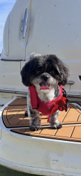 Reunited Male Dog last seen Near Crandon Blvd Key Biscayne, FL 33149 United States, Key Biscayne, FL 33149