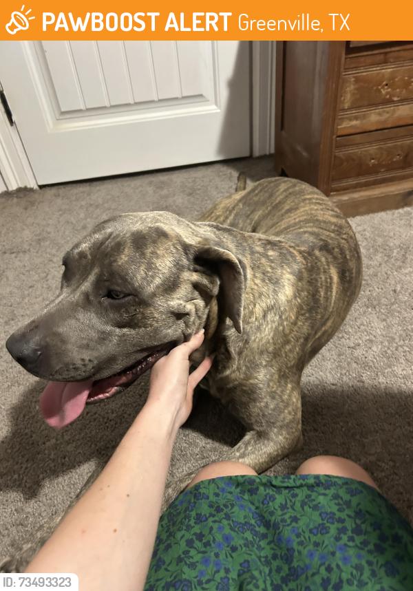 Found/Stray Male Dog last seen Cordell street and Rees street, Greenville, TX 75401