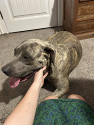 Found/Stray Male Dog last seen Cordell street and Rees street, Greenville, TX 75401