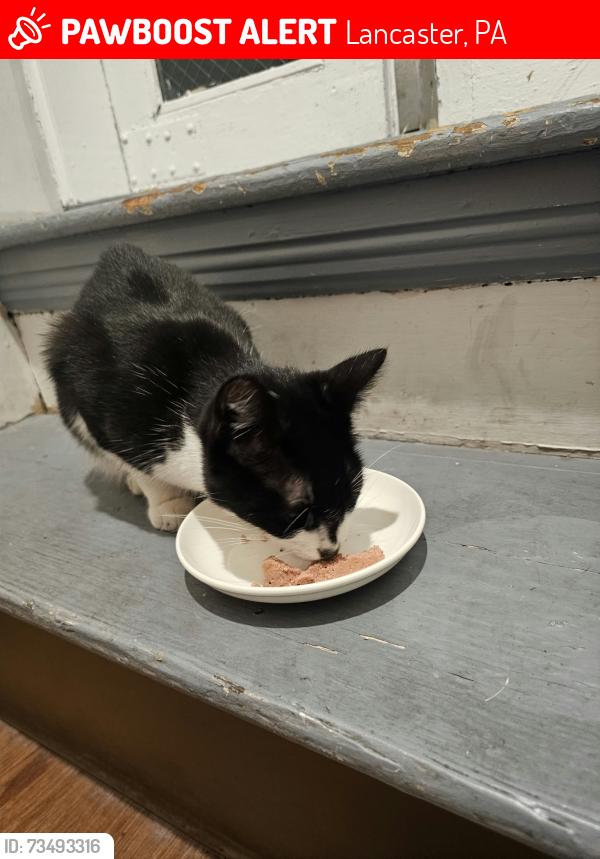 Lost Female Cat last seen Fruitville Pike by Silantros, Lancaster, PA 17601