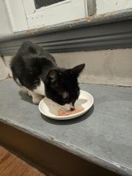 Lost Female Cat last seen Fruitville Pike by Silantros, Lancaster, PA 17601