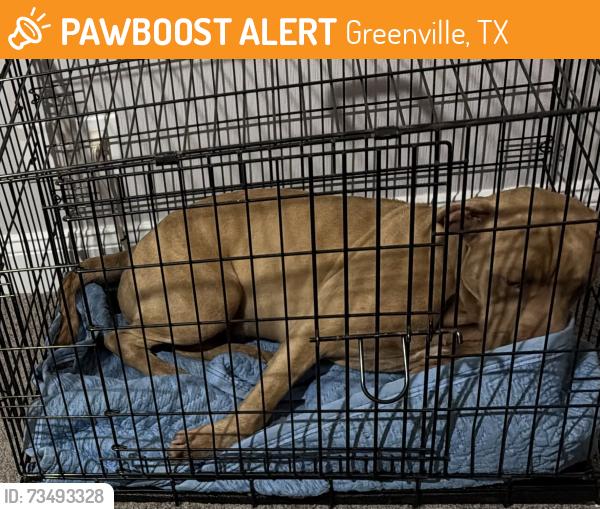 Found/Stray Female Dog last seen Cordell street and Rees street, Greenville, TX 75401