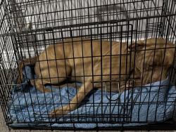 Found/Stray Female Dog last seen Cordell street and Rees street, Greenville, TX 75401