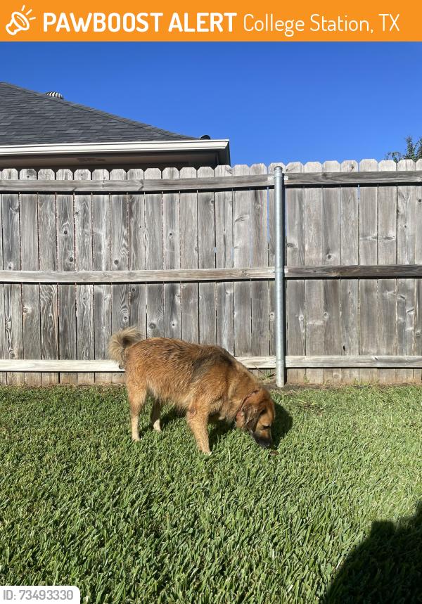 Found/Stray Female Dog last seen Lick creek park, College Station, TX 77845
