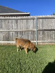 Found/Stray Female Dog last seen Lick creek park, College Station, TX 77845