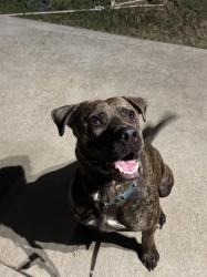 Reunited Male Dog last seen Near Illinois Street South Houston, Tx 77587, South Houston, TX 77587